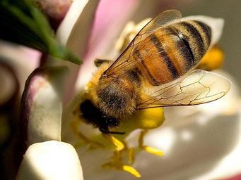 Bee on the meyer.jpg