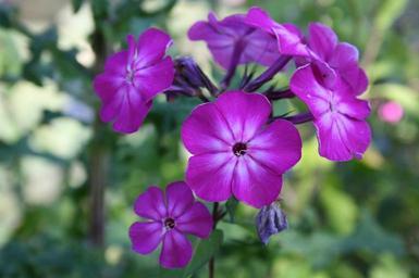 violet-violet-flower-lilac-flower-492459.jpg