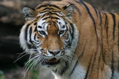 tiger-amurtiger-predator-cat-1703308.jpg