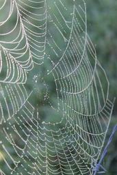 web-spider-dew-nature-morning-1237176.jpg