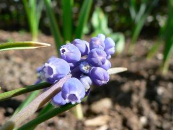 Grape hyacinth plant.jpg