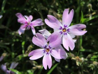 flowers-violet-violet-flowers-1406054.jpg