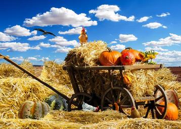 thanksgiving-autumn-pumpkin-harvest-1674774.jpg