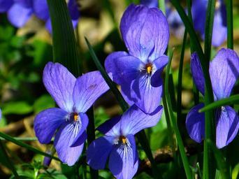 violet-viola-purple-plant-flower-292367.jpg