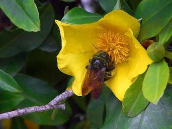 Bees on yellow flowers pollen.jpg