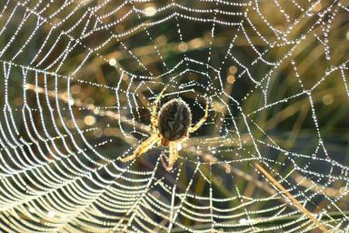 spider-web-webs-nature-dew-cobweb-1599476.jpg