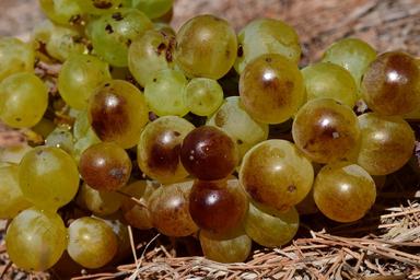 grapes-ripe-ripe-grapes-fruit-1608175.jpg