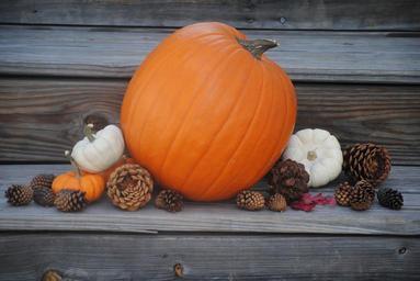 pumpkin-thanksgiving-holiday-505303.jpg
