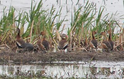 004_&_003_-_FULVOUS_&_BLACK-BELLIED_WHISTLING-DUCK_(3-22-13)_vermilion_co,_louisiana_(3).jpg
