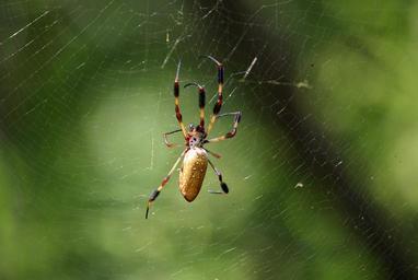 spider-web-spider-web-arachnid-58340.jpg