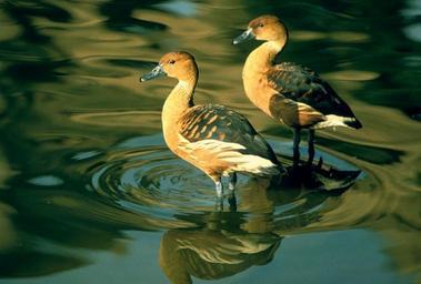 fulvous-whistling-ducks-birds-930208.jpg