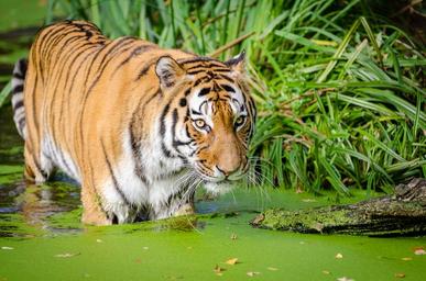 Siberian Tiger (25493763296).jpg