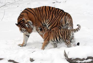 Panthera tigris altaica 13 - Buffalo Zoo.jpg