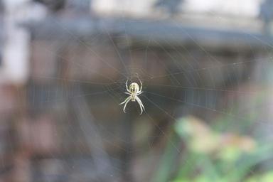 spider-web-spider-web-garden-387757.jpg