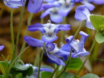 violet-blossom-bloom-blue-358036.jpg