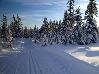 skiing-ski-nordic-snow-winter-1441497.jpg