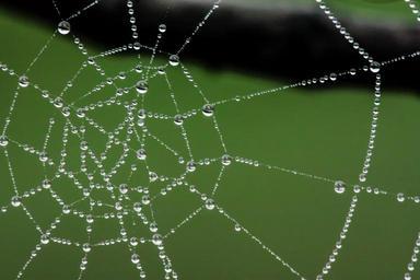 spider-web-web-water-drops-dew-399854.jpg
