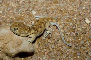Whistling_Gecko-Ptenopus_garrulus.jpg