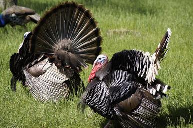 turkey-thanksgiving-bird-1071391.jpg