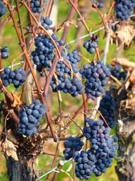 grape-grapes-fruit-vine-11748.jpg