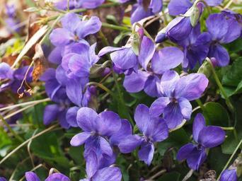 scented-violets-violet-flower-1077136.jpg