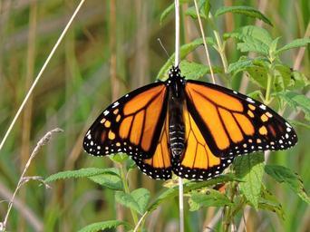 butterfly-monarch-butterfly-monarch-929798.jpg