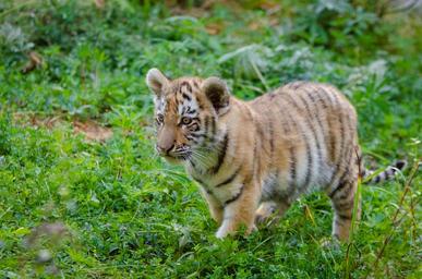 Siberian Tiger Cub (30198207126).jpg
