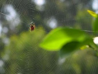 spider-web-spider-pattern-trap-net-573631.jpg
