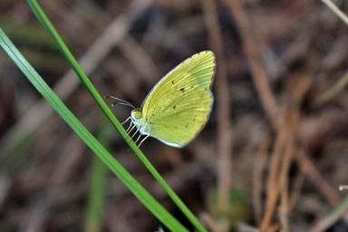 butterfly-yellow-butterfly-sulphur-1525484.jpg
