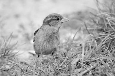 sparrow-central-park-new-york-tree-1172383.jpg