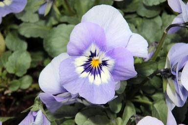 pansy-viola-violet-violet-plant-1272835.jpg