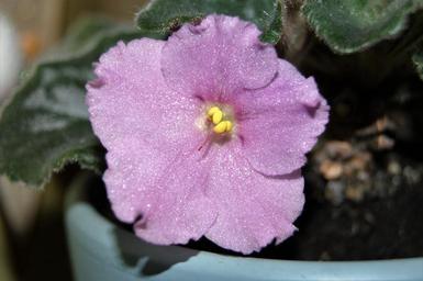 violet-flower-plant-flower-botany-1404504.jpg