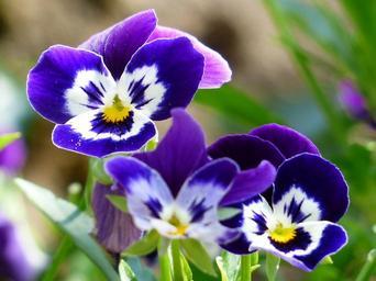 garden-violet-blooms-profusely-lilac-flowers.jpg