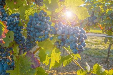 grapes-grapevine-fruit-plant-580346.jpg