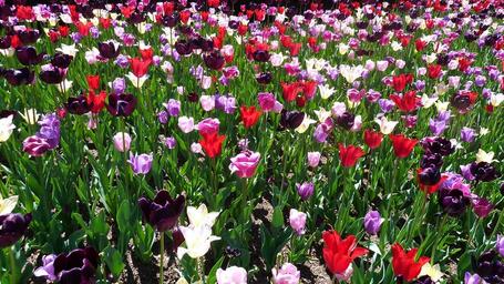 tulip-central-park-spring-central-1207610.jpg
