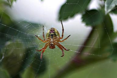 spider-spider-web-web-nature-58907.jpg