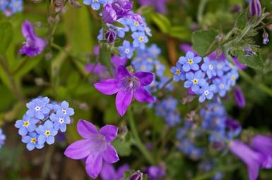 violet-bellflower-purple-blue-1428781.jpg