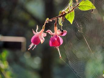 spider-web-flower-fuchsia-rose-web-941428.jpg