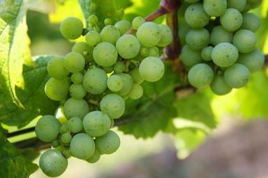 grapes-green-grapes-nature-green-439300.jpg