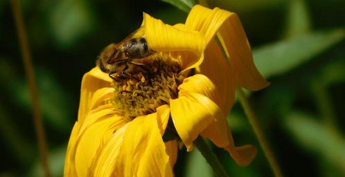 bee-bee-on-flower-hard-working-1606536.jpg