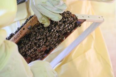 bees-beekeeper-honey-nature-1631206.jpg