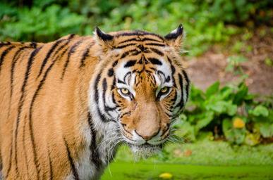 Siberian Tiger (25380471812).jpg