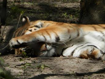 siberian-tiger-tiger-zoo-732008.jpg