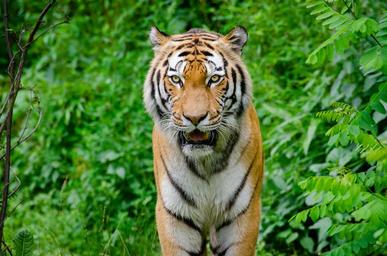 Siberian_Tiger.jpg