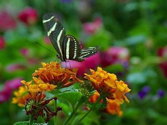 Butterfly (3).jpg