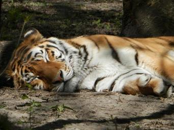 siberian-tiger-tiger-zoo-731992.jpg