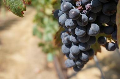 grapes-vine-grape-wine-vineyard-908756.jpg