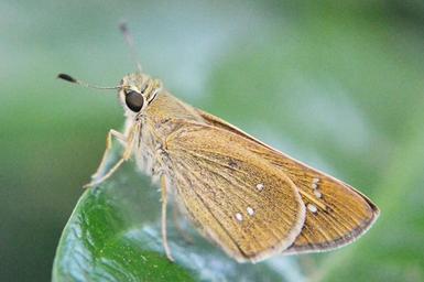 butterfly-rhopalocera-tiny-butterfly-208229.jpg