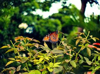 butterfly-flowers-approach-animal-949680.jpg
