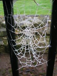 spider-web-frozen-spider-cold-760435.jpg